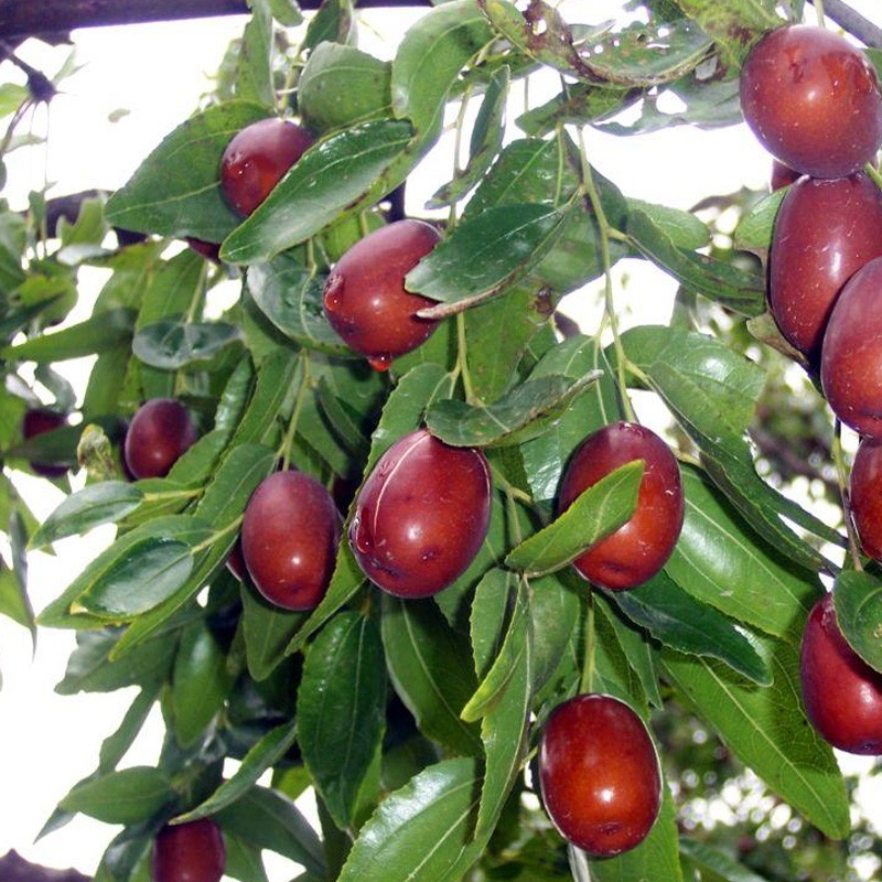 冬枣树苗庭院盆栽地栽果树苗嫁接苗南北方种植特大枣树苗当年结