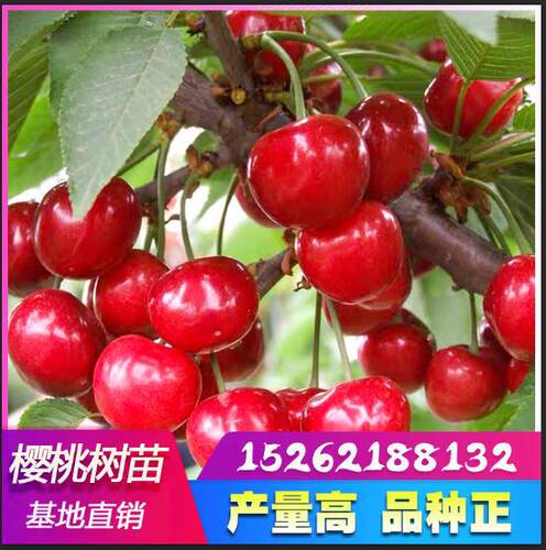 南方樱桃树当年结果嫁接苗车厘子