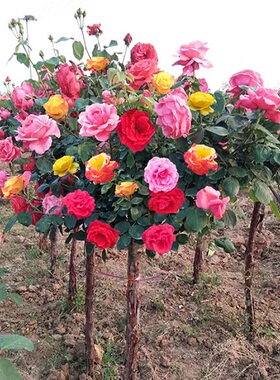 树状月季树 四季大花老桩高桩月季树桩月季嫁接棒棒糖月季树月季
