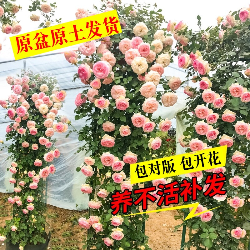 藤本月季花苗大花浓香庭院植物花卉盆栽玫瑰爬藤蔷薇四季开花不