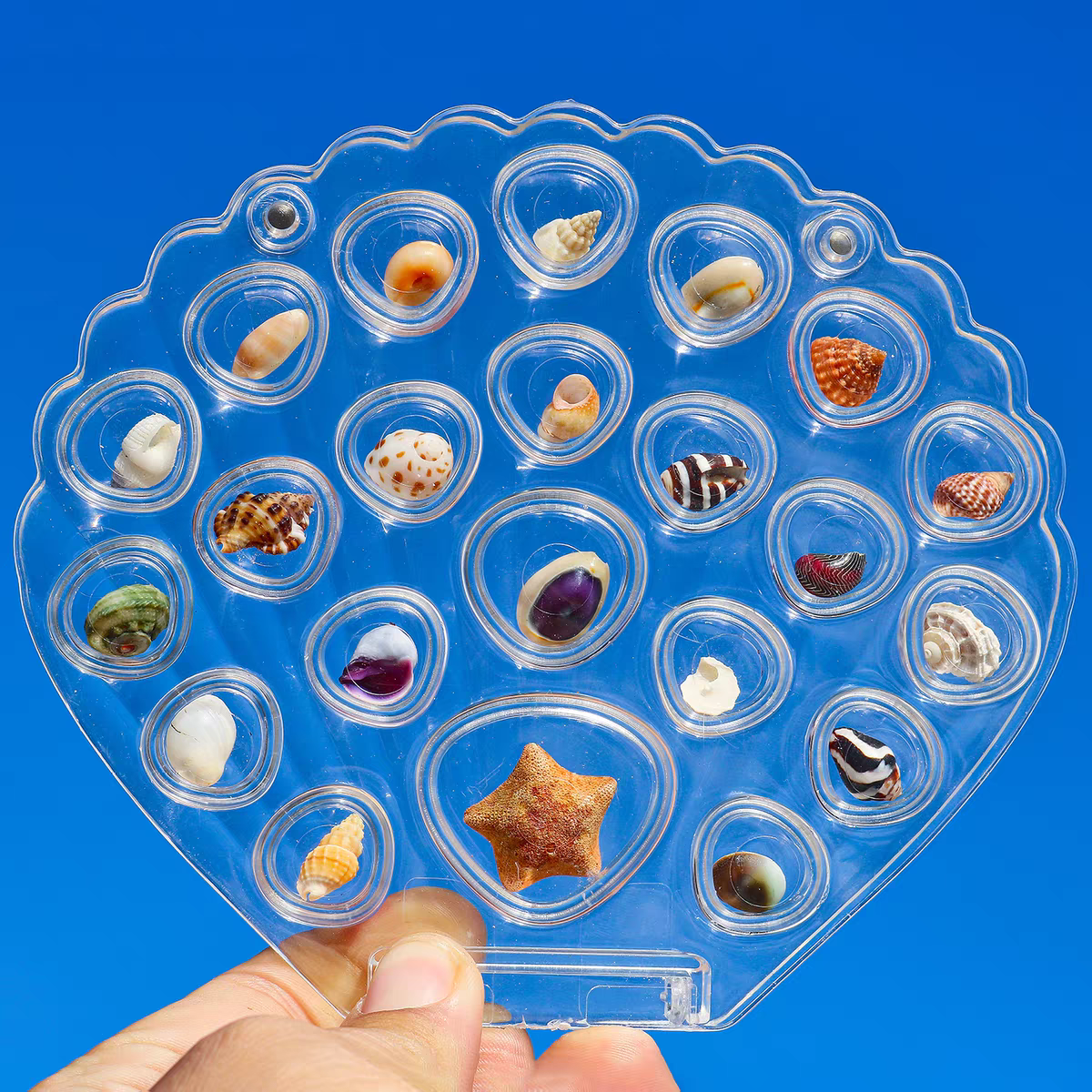 50个精品小海螺贝壳(有重复) ¥4.04,家居饰品,海螺/贝壳/珊瑚,淘宝优惠券,粉丝福利购,淘宝优惠卷