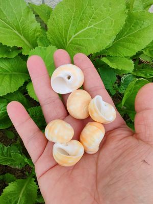寄居蟹替换壳天然小海螺贝壳鱼缸造景装饰迷你小豆丁收藏标本包邮