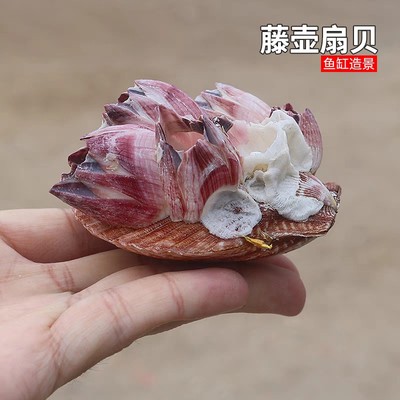 天然扇贝藤壶鱼缸水族造景躲避屋虾房贝壳海螺装饰品稀有标本收藏