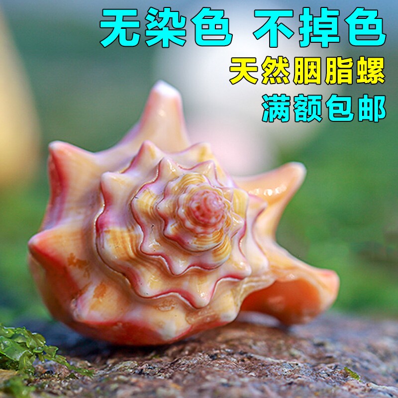 天然小海螺贝壳稀有胭脂螺鱼缸水族造景装饰送人生日礼物收藏标本