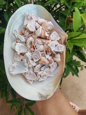 天然贝壳海螺切片红口螺玫瑰螺子弹螺三角片手工切片DIY项链材料