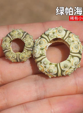 绿色头帕海胆稀有异色天然海胆壳家居收藏装饰造景儿童科普海螺