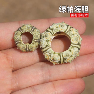 绿色头帕海胆稀有异色天然海胆壳家居收藏装饰造景儿童科普海螺
