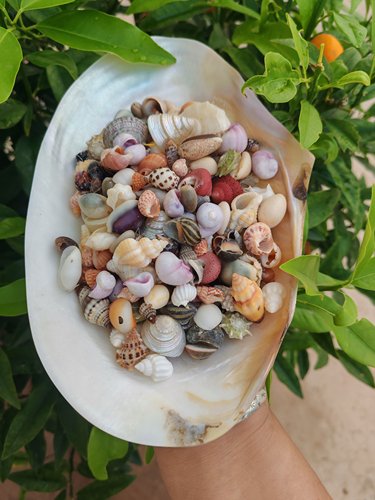 天然贝壳海螺海星玉米花麦沙米螺diy微景观漂流瓶装饰尺寸齐全