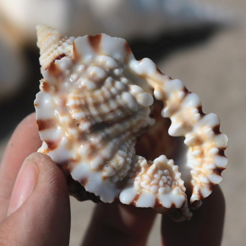 天然稀有海螺贝壳扭发螺标本螺鱼缸水族造景装饰地中海家居收藏