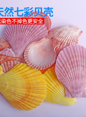 天然海螺贝壳七彩贝diy手工地台墙贴材料鱼缸水族箱用品配件装饰