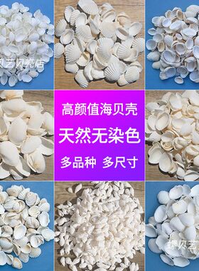 天然小贝壳1-5cm白色海螺儿童手工diy海洋漂流瓶星空瓶贝壳画材料