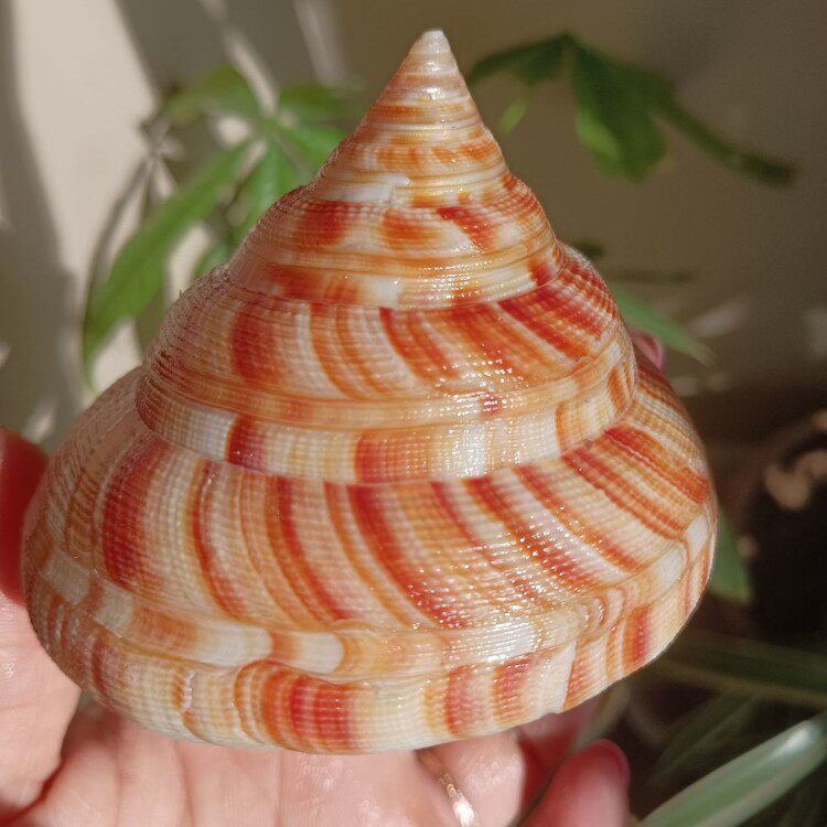 天然海螺贝壳稀有红翁戎螺标本鱼缸造景水族装饰收藏送礼家居摆件