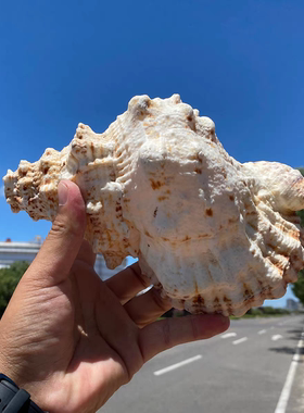 天然海螺号角可吹响玩具口哨喇叭切尾巴可吹响包教会吹器声音洪亮