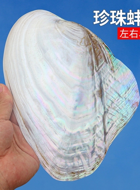 大珍珠贝蚌壳天然海螺贝壳拍摄道具家居创意收藏摆件果盘餐盘装饰