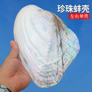 大珍珠贝蚌壳天然海螺贝壳拍摄道具家居创意收藏摆件果盘餐盘装饰