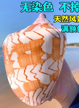 超大风景螺天然贝壳特大海螺鱼缸装饰水族箱造景多肉盆栽创意摆件