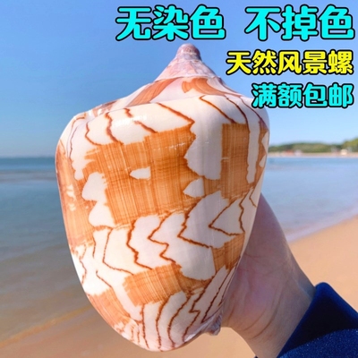 超大风景螺天然贝壳特大海螺鱼缸装饰水族箱造景多肉盆栽创意摆件