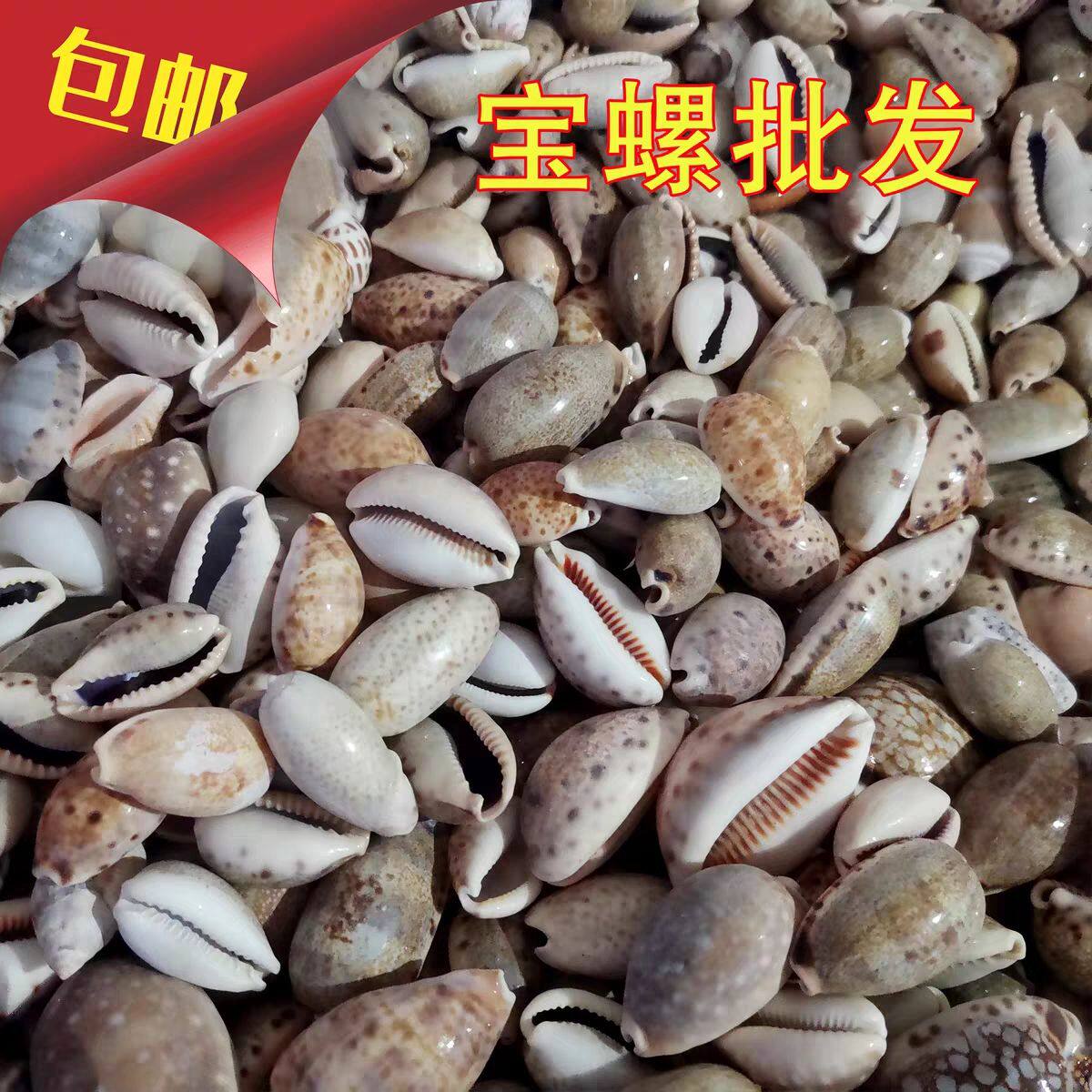 天然贝壳小海螺雪山宝螺紫盖宝螺杂宝多款微景观装饰品手工材料图片