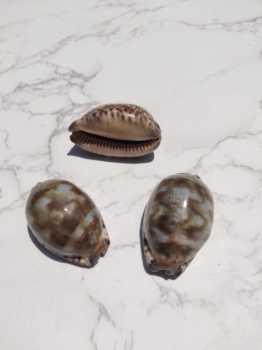 天然贝壳海螺阿拉伯宝螺鱼缸水族造景家居橱窗装饰摆件稀有标本螺,家居饰品,海螺/贝壳/珊瑚,淘宝优惠券,粉丝福利购,淘宝优惠卷