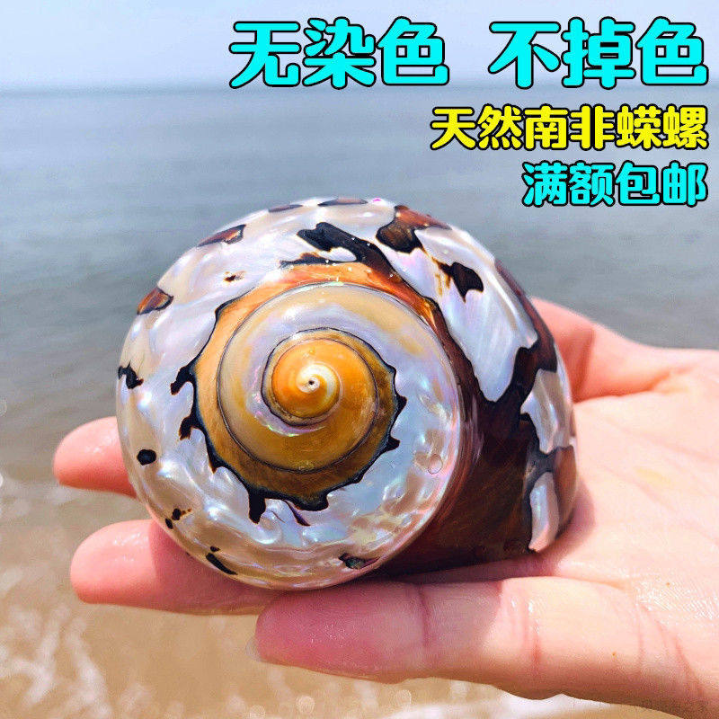 天然海螺贝壳精品标本螺南非嵘螺收藏送礼南非蝾螺鱼缸造景装饰品