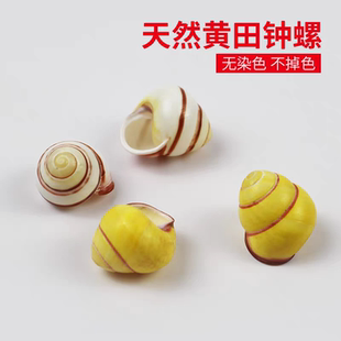 天然海螺贝壳黄色蜗牛螺卷贝鱼寄居蟹壳替换壳鱼缸微景观水族造景