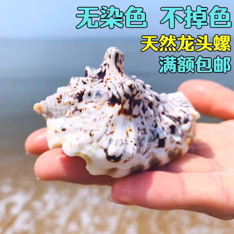 青蛙螺鱼缸造景装饰摆件拍摄道具收藏标本创意礼品天然贝壳海螺