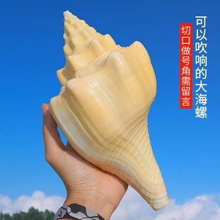 切口能吹响的厚壳黄香螺 黄玉螺 公螺供奉螺 右旋黄蜗螺 天然海螺