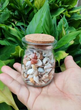 许愿瓶装6种超小海螺贝壳海星玻璃沙组合天然标本手工diy装饰摆件