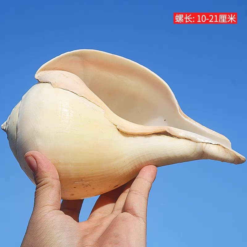 藏传用品右旋螺佛前七供八供藏式家居室内摆件印度圣螺大白海螺