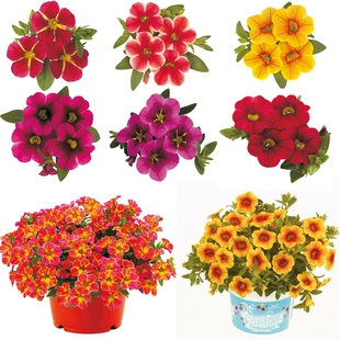百万小玲舞春花盆栽花苗重瓣花园垂吊植物阳台庭院花卉四季 开花