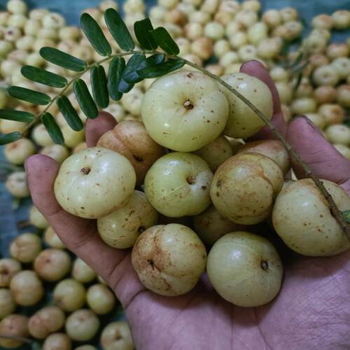 回甘油甘柿饼甜肉厚多汁