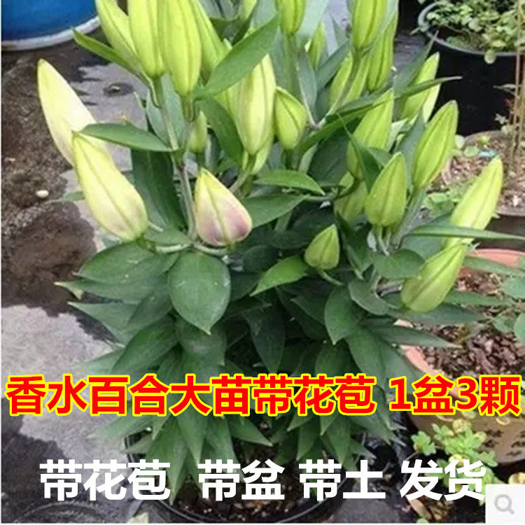 进口香水百合带花苞四季绿植盆栽花卉室内外阳台花苗包邮