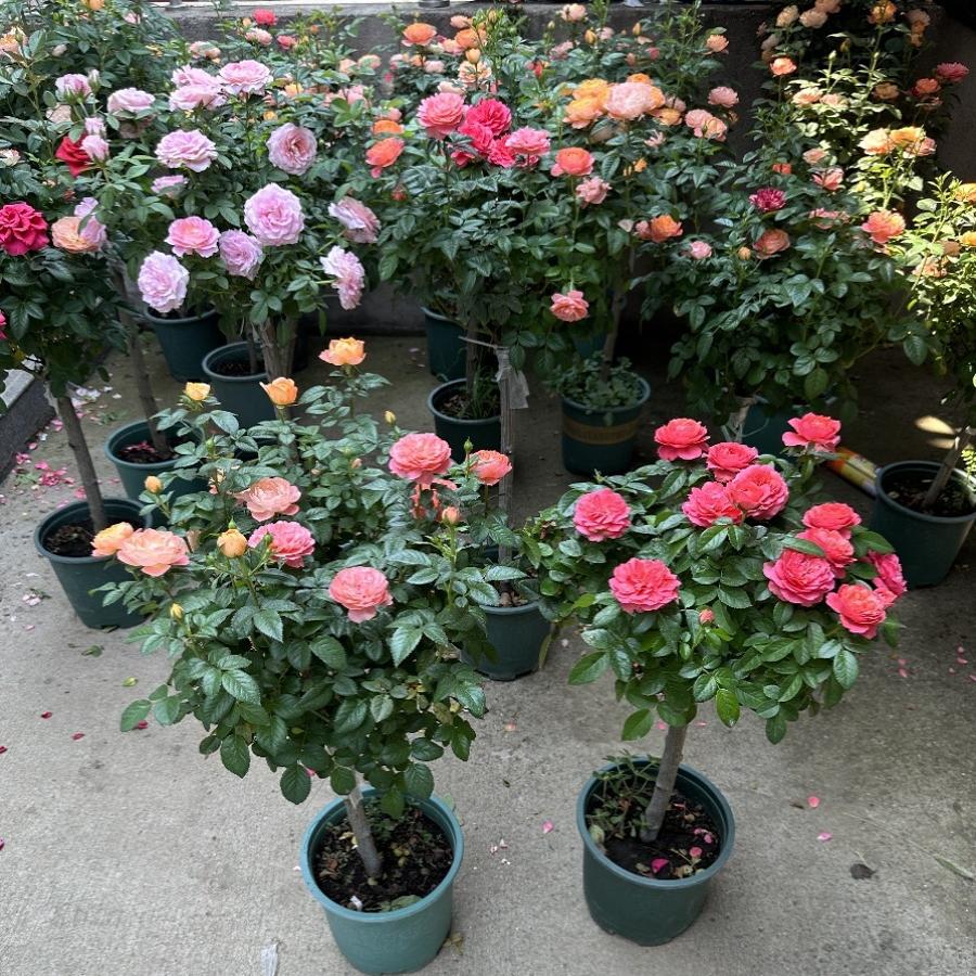 【淘宝直播】新品上市 欧月棒棒糖月季花 果汁阳台 树桩月季