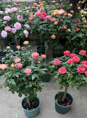 【淘宝直播】新品上市 欧月棒棒糖月季花 果汁阳台 树桩月季