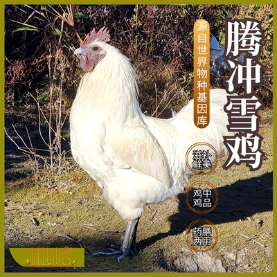 云南现杀散养9个月乌骨鸡公鸡