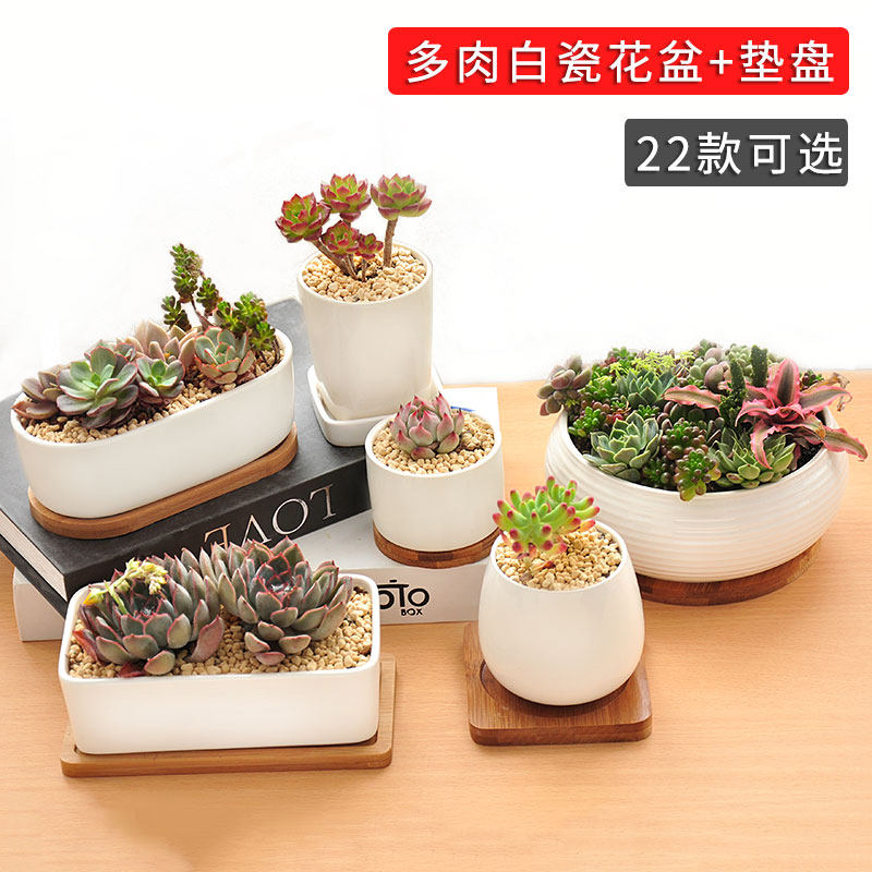 宣福多肉植物花盆带托盘简约创意肉肉长方形白瓷陶瓷拼盘绿植盆器