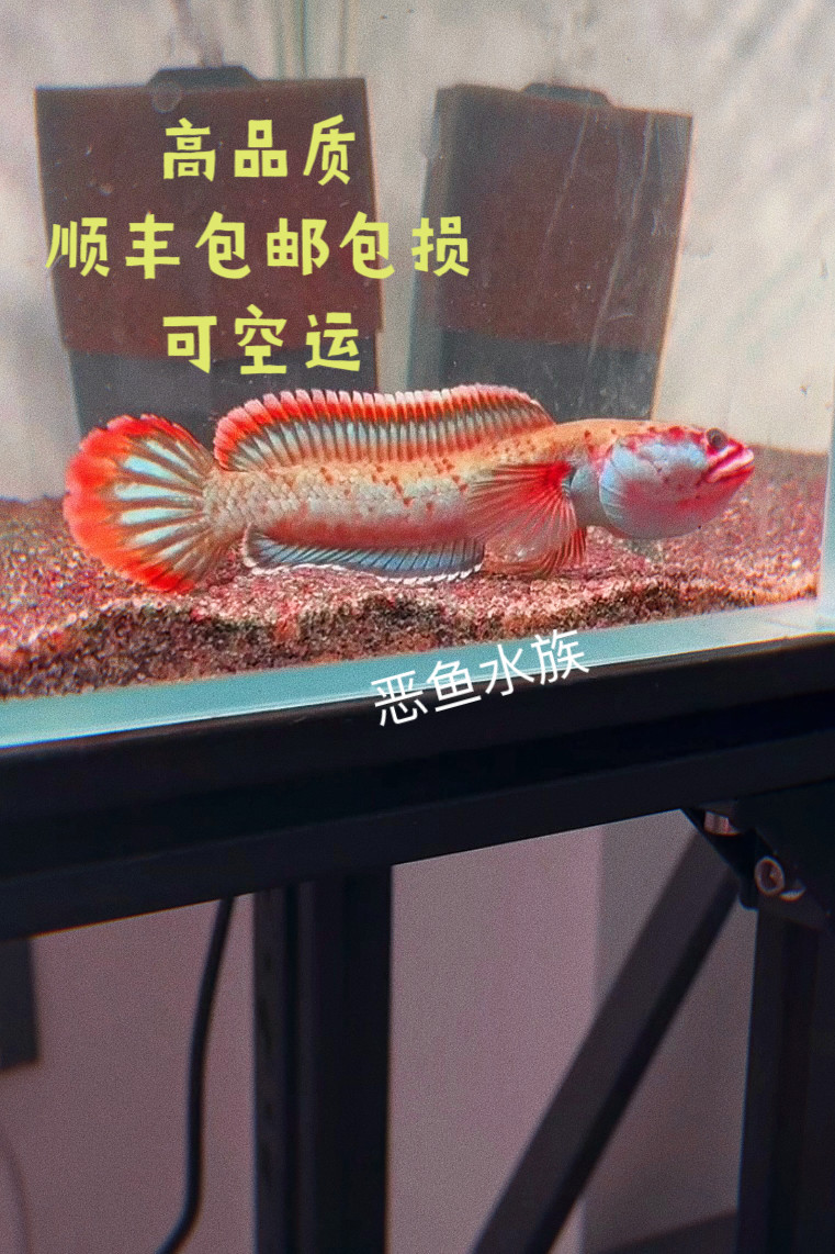 恶鱼水族 进口梦幻血斑一型雷龙 冰火雷龙 火背 奶茶雷龙观赏鱼