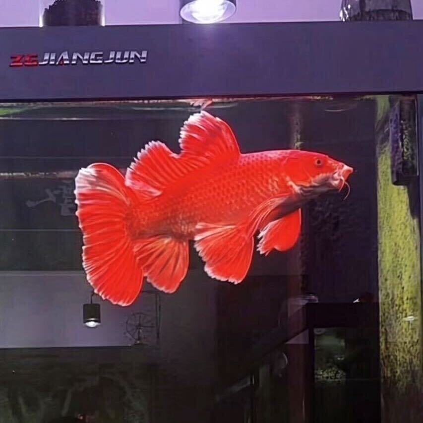 正宗红蝴蝶鲤苗驱摩人种鱼后代反翘臀鳍大帆大尾粗帆骨主图是种鱼
