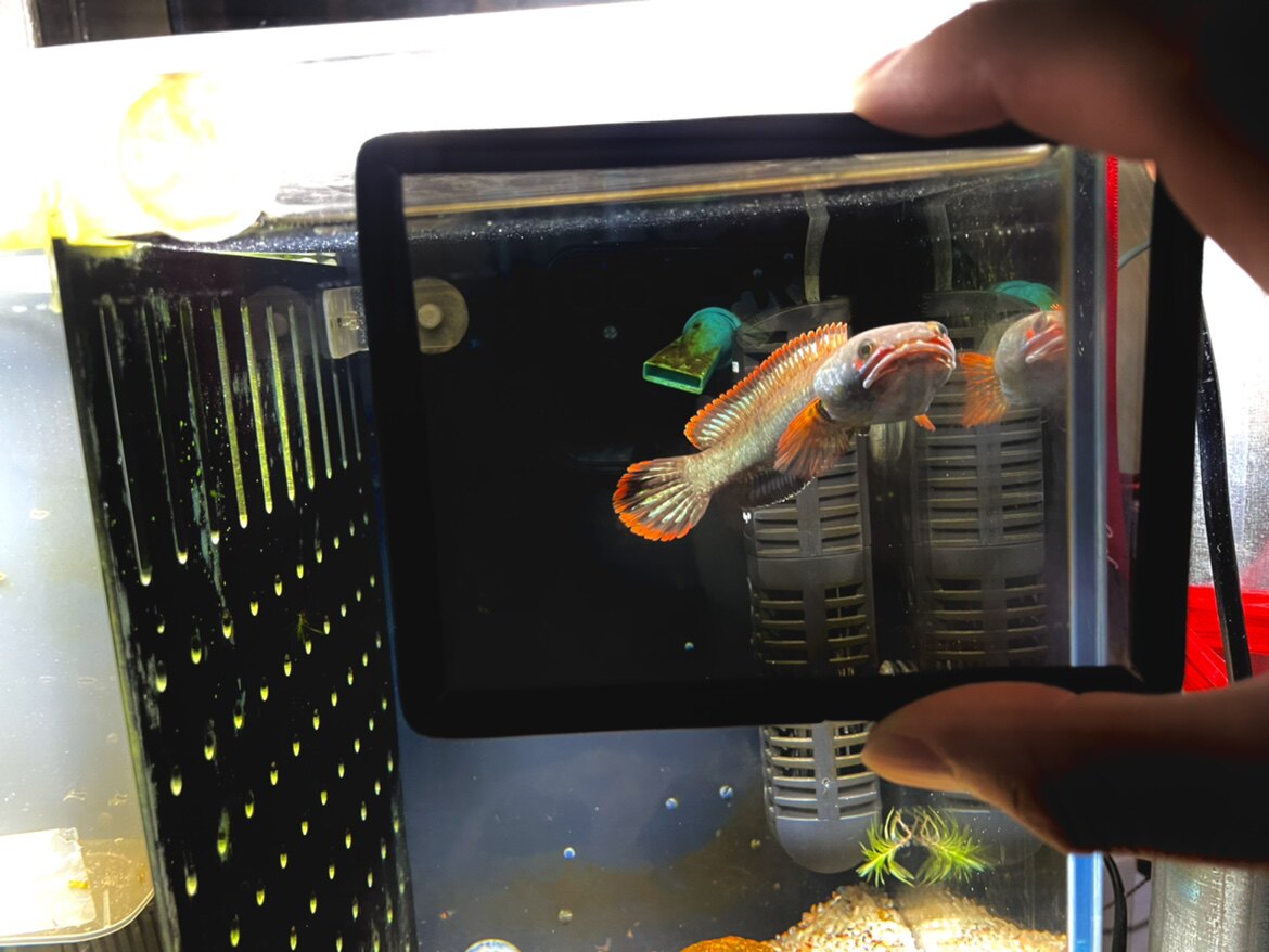 观赏鱼训练镜 雷龙训练镜 斗鱼 罗汉鱼 训练镜 拍照专用