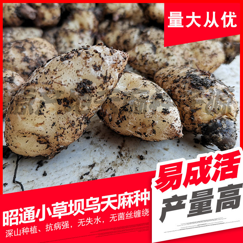 应季节免费指导500g精选云南昭通零代鲜乌天麻种子种籽花粉种植苗