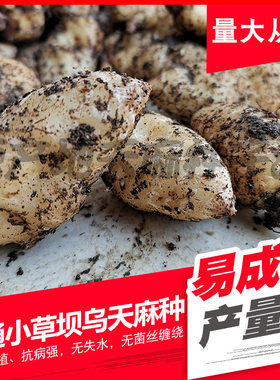 应季节免费指导500g精选云南昭通零代鲜乌天麻种子种籽花粉种植苗