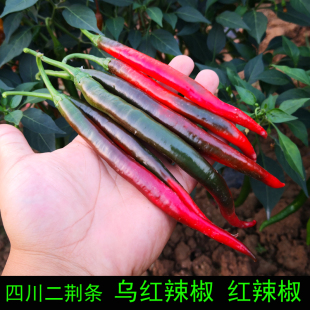 四川二荆条辣椒新鲜乌红椒泡菜泡椒新鲜特辣小红椒新鲜5斤二金条