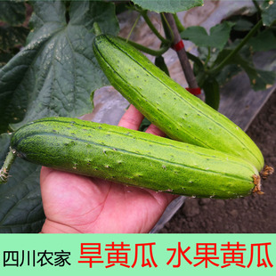 黄瓜新鲜5斤水果黄瓜新鲜 小黄瓜白玉带刺生吃四川农家自种包邮