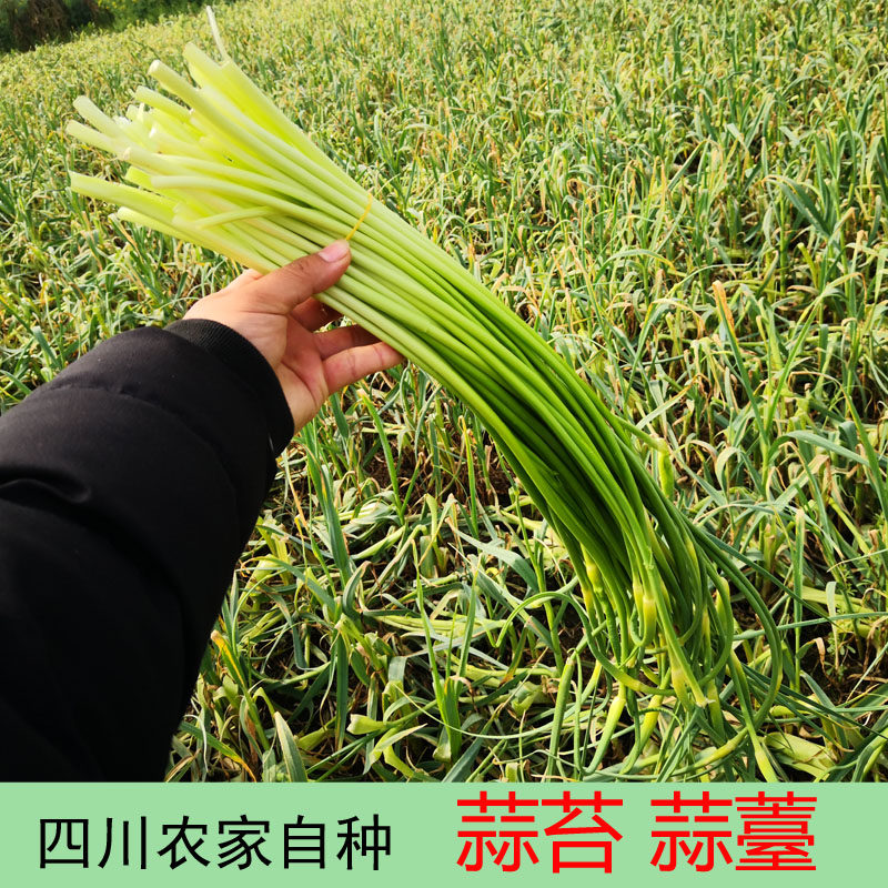 四川蒜苔新鲜包邮5斤农家自种蒜薹新鲜蔬菜 新鲜时令蔬菜3斤