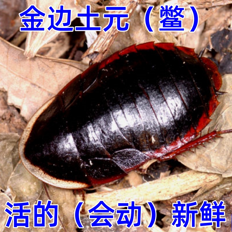 活体金边土元喂鸟喂鱼喂爬虫泡酒