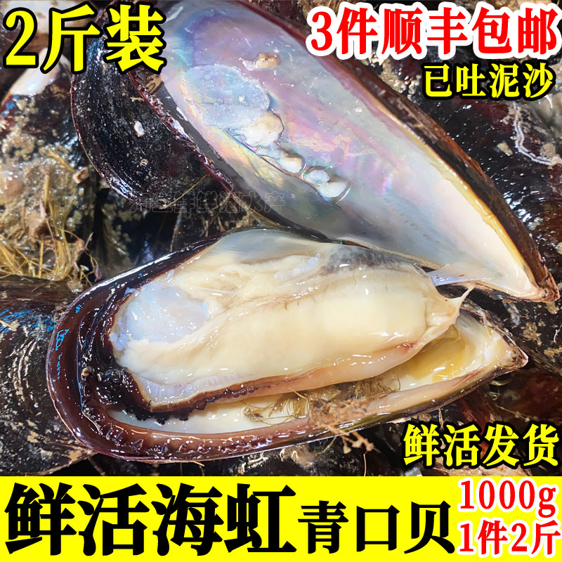 2斤大青口贝鲜活海虹淡菜生鲜图片