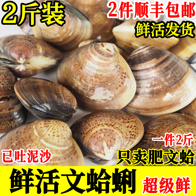 文蛤蜊鲜活蚶仔海贝花蛤黄蛤2斤