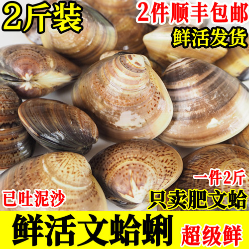 文蛤蜊鲜活蚶仔海贝花蛤黄蛤2斤