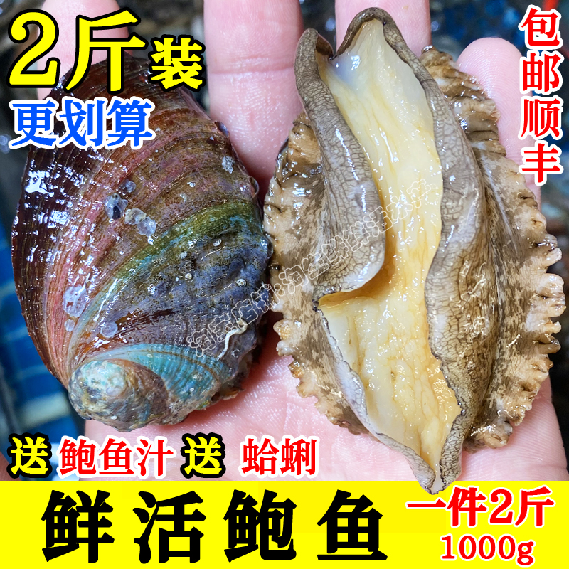 鲜活鲍鱼鲍鱼海鲜海贝2斤装包邮