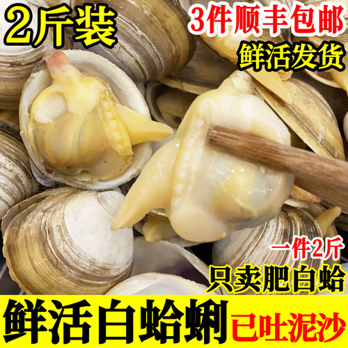 2斤鲜活白蛤蜊白蚬子白甲去泥沙